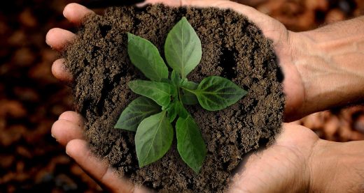 À épingler : Où acheter de la terre ? Et, quel est le prix de la terre végétale ?