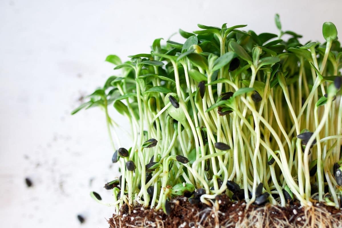 Planter des micropousses dans votre cuisine 