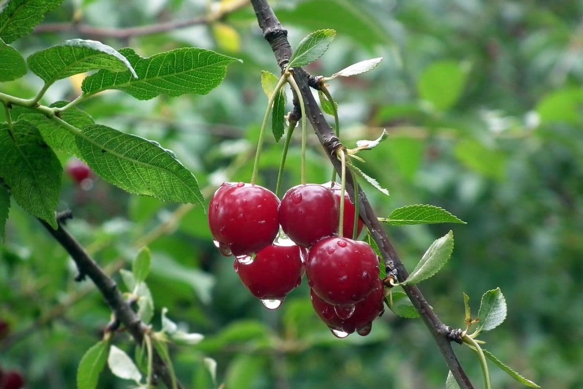 Protéger vos arbres fruitiers des oiseaux avec ces astuces