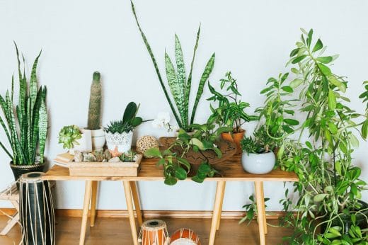 À épingler : Voici 6 plantes d’intérieur originales à avoir dans sa maison !