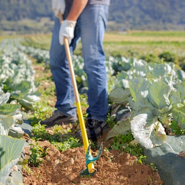 Comment utiliser la serfouette en jardinage 