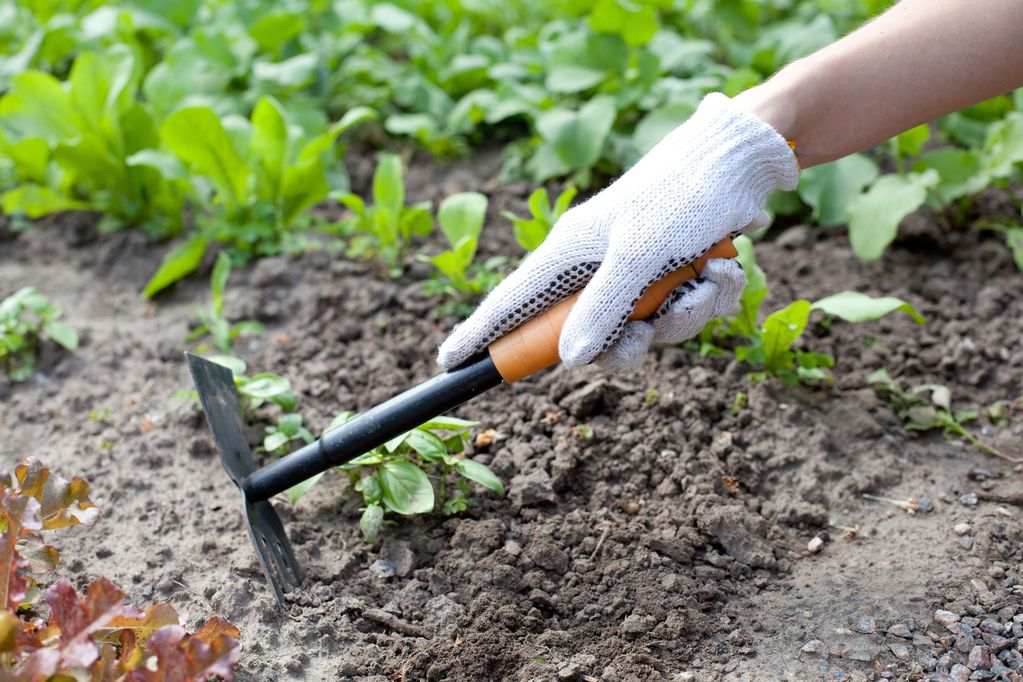 Lot d'Outils de Jardin Spécial Entretien du Potager avec Binette,  Serfouette et Houe de Jardin - POLET