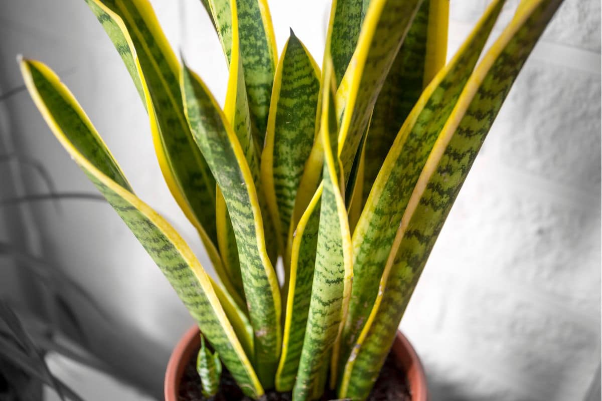 5 plantes anti-chaleur à mettre chez vous pour combattre la chaleur de l'été !