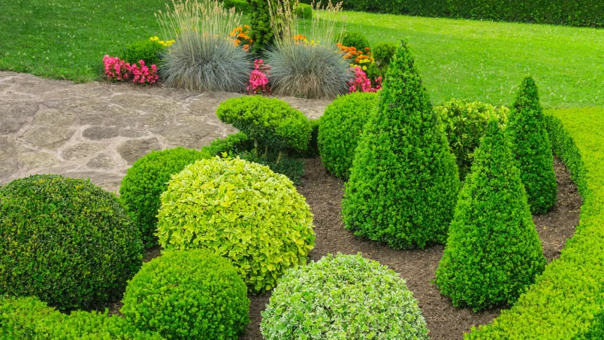 Qu’est-ce qu’un arbre persistant et pourquoi le planter dans votre jardin 