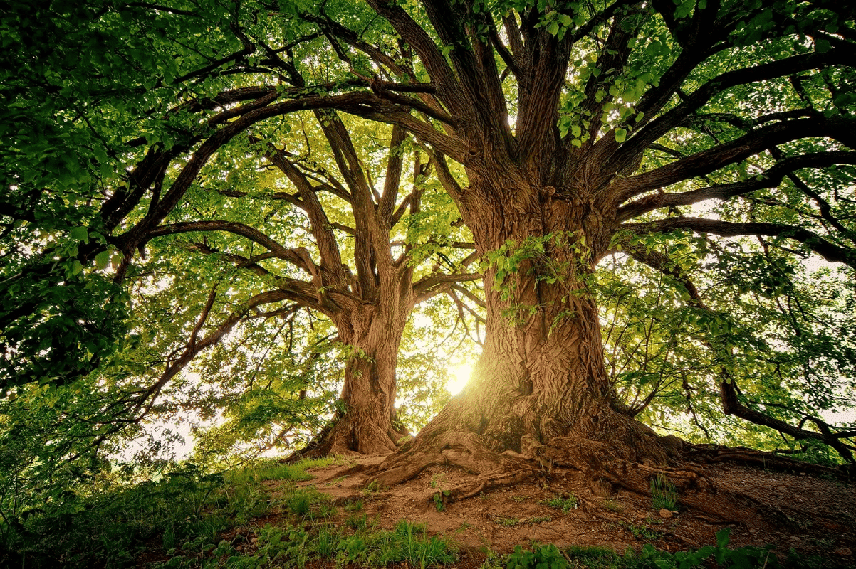 Arbre persistant 12 Arbres qui ne perdent pas leurs feuilles