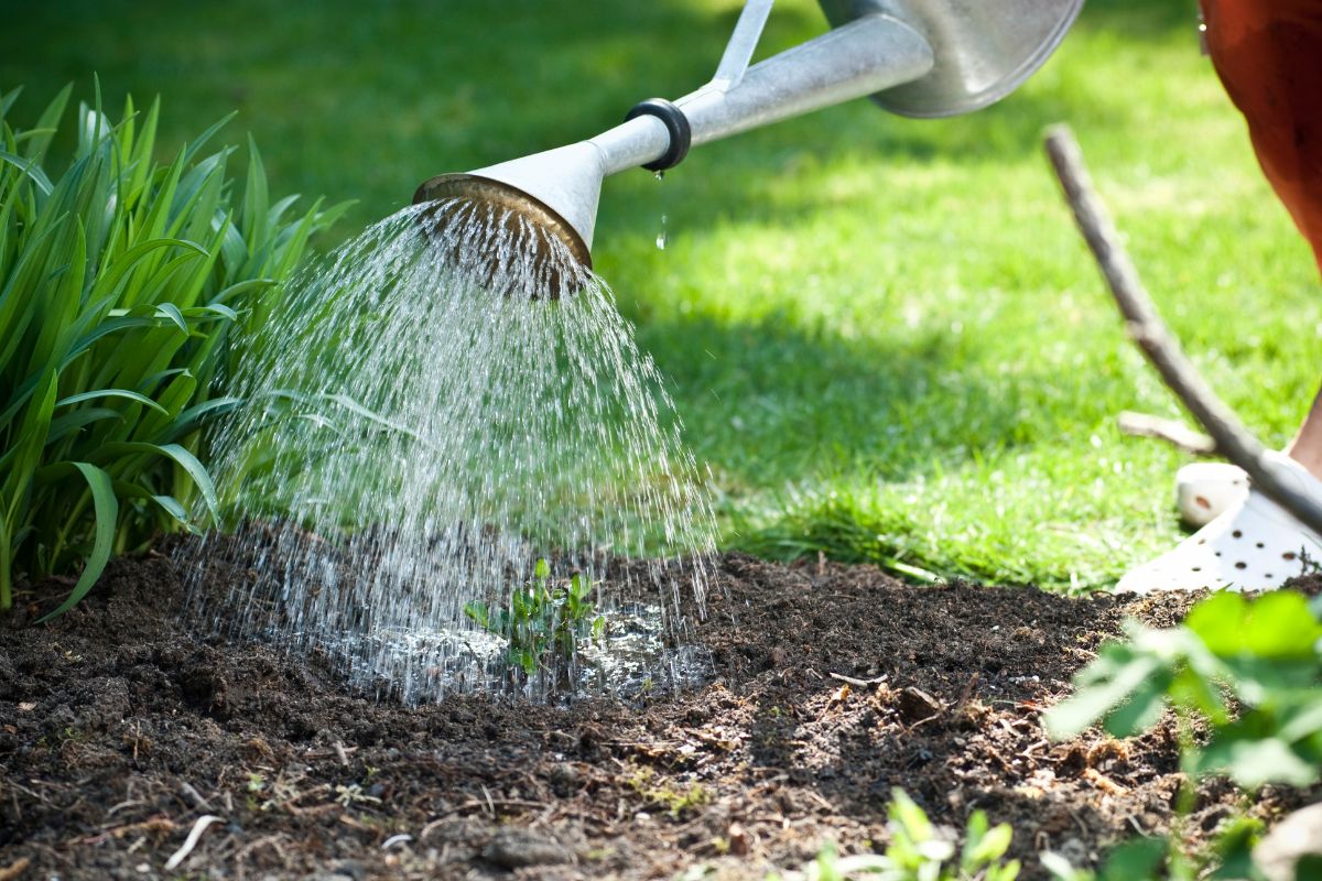 Systèmes d'arrosage: En été, ne laissez pas votre jardin et vos plantes  souffrir de la sécheresse