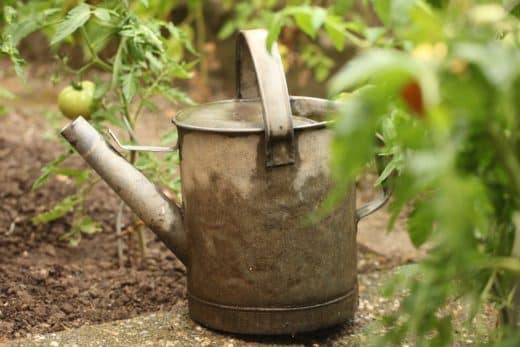 À épingler : Arrosage des tomates : avec ces astuces vos tomates ne manqueront jamais d’eau !