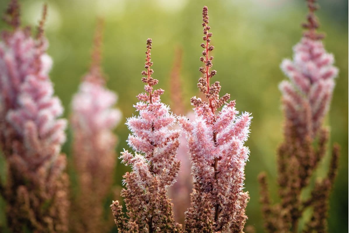 Comment s’occuper de ses plantes pendant la canicule ?