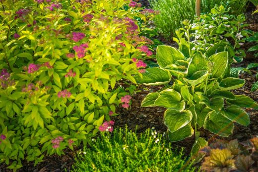 À épingler : Forte chaleur : Comment protéger les plantes du coup de chaud fatal ?