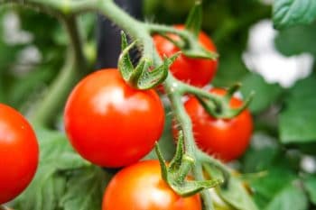 Arrosage des tomates : avec ces astuces vos tomates ne manqueront jamais d'eau !