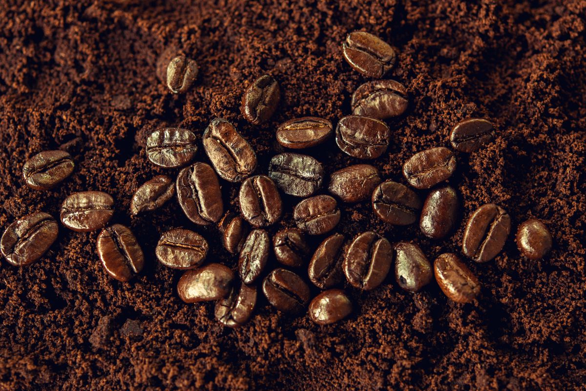 Le marc café, un ingrédient précieux dans le jardinage