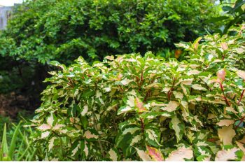 Les 5 plantes qui vont apporter de la fraicheur à votre jardin