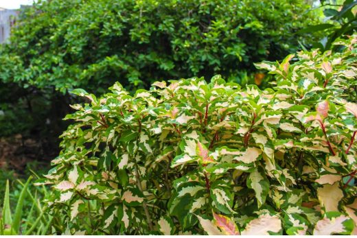 À épingler : Les 5 plantes qui vont apporter de la fraicheur à votre jardin