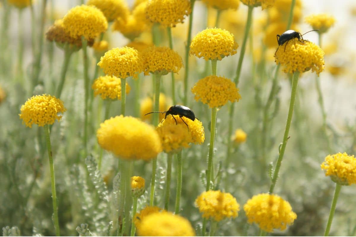 Les astuces pour éloigner tous les insectes dans votre maison et votre jardin