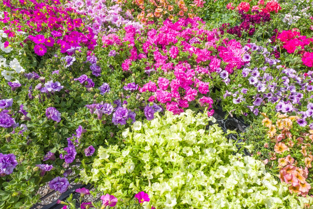 Les plantes à absolument avoir dans son jardin en été !