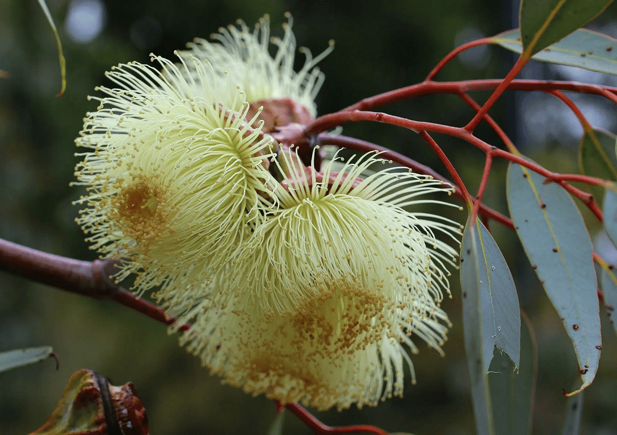 L’eucalyptus