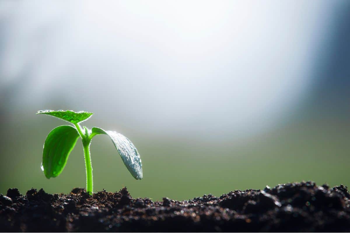 Que faire d'un jardin au sol argileux ?