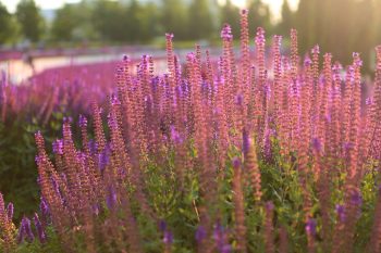 Quelles sont les 10 plantes à voir dans son jardin en été ?