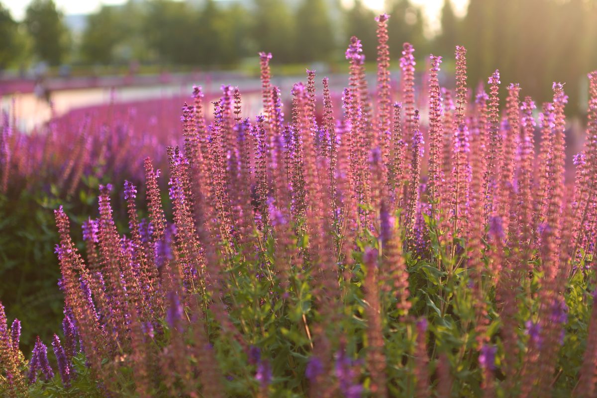 Quelles sont les 10 plantes à voir dans son jardin en été ?