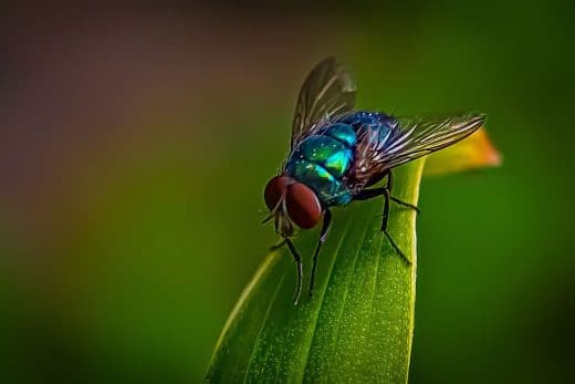 À épingler : Toutes les astuces pour se débarrasser des mouches en intérieur