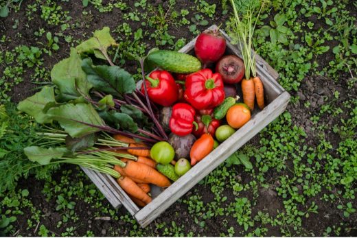À épingler : Voici la solution pour avoir de beaux légumes tout l’été (et faire des économies)