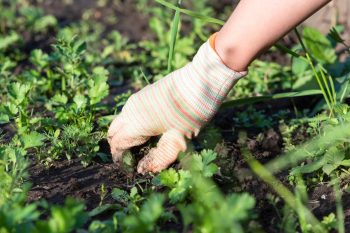 Voici les désherbants naturels ultra puissant et pas cher qui éliminera toutes les mauvaises herbes de votre jardin !