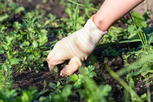 À épingler : Jardin : Voici les désherbants naturels ultras puissants et pas cher qui vont éliminer toutes les mauvaises herbes !