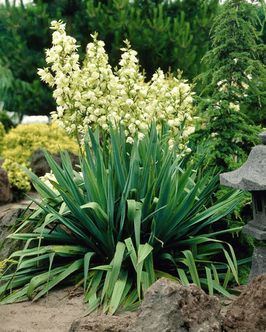 Yucca filamentosa