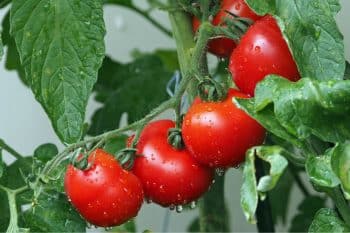 7 engrais naturels à mettre au pied de vos tomates