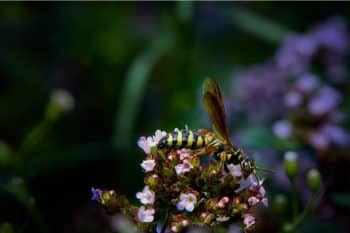 Guêpes et frelons : Les astuces pour les éloigner définitivement du jardin