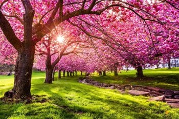 Arbre à Fleurs les 10 plus beaux arbres à planter dans votre jardin !