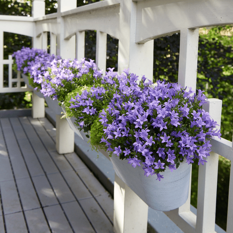 la Campanule italienne ou Campanula isophylla