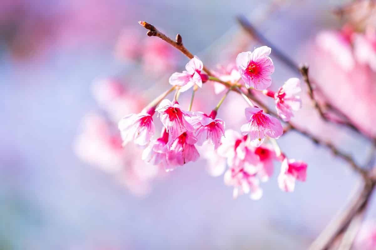 la Fleur de cerisier ou le Prunus
