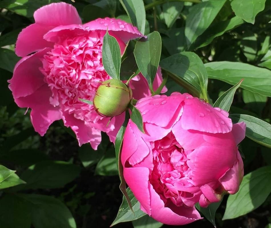 la Pivoine ou Paeoniaceae