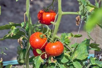 L'astuce pour une culture abondante de vos pieds de tomates ?