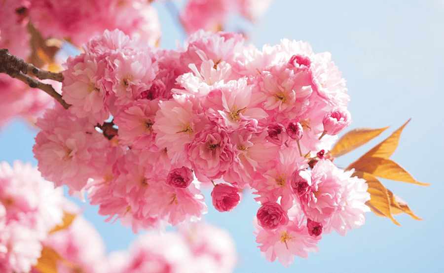 Le cerisier à fleurs du Japon