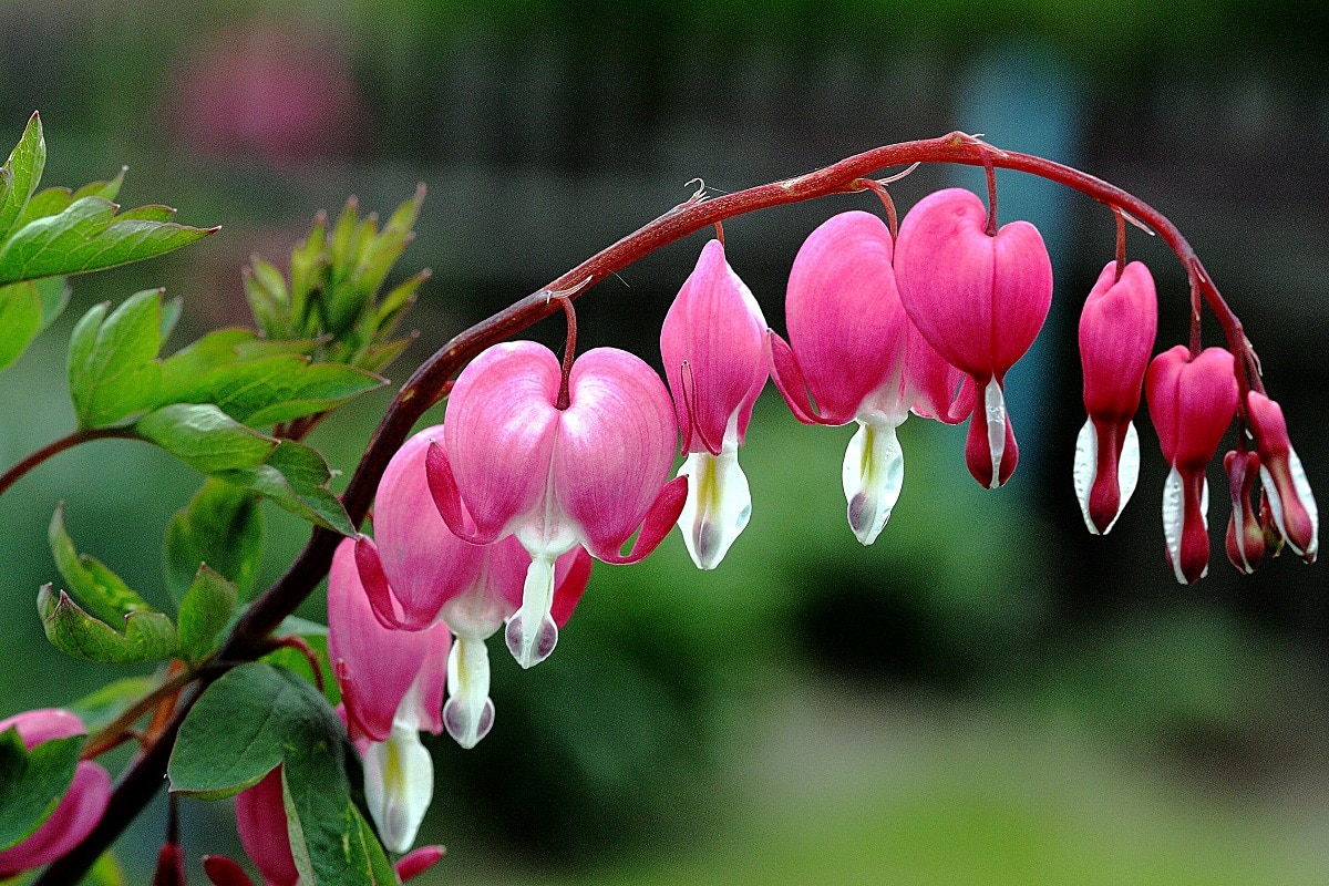 le Cœur de Marie ou Lamprocapnos spectabilis