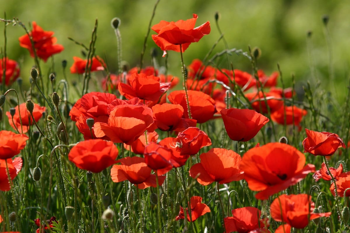 Le coquelicot ou Papaver rhoeas