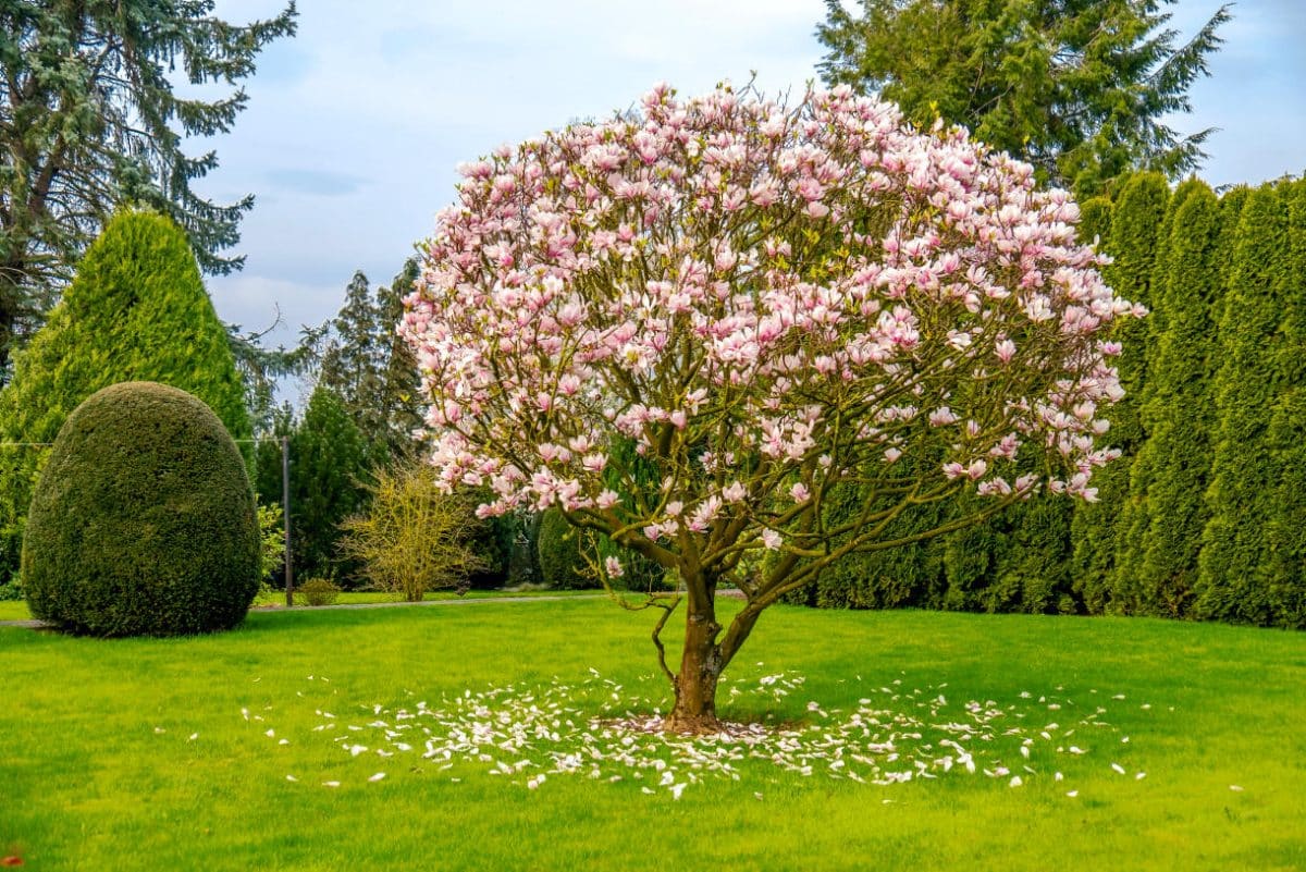 Le magnolia à fleurs blanches