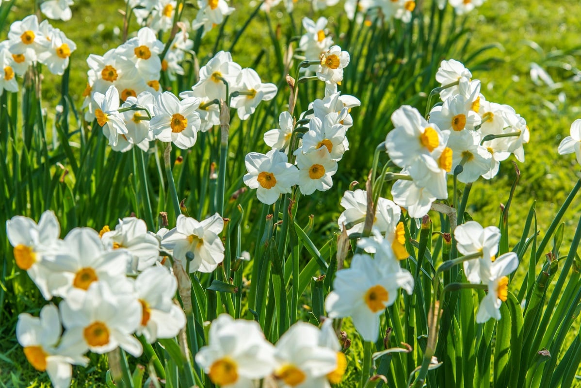 Le Narcisse ou Narcissus