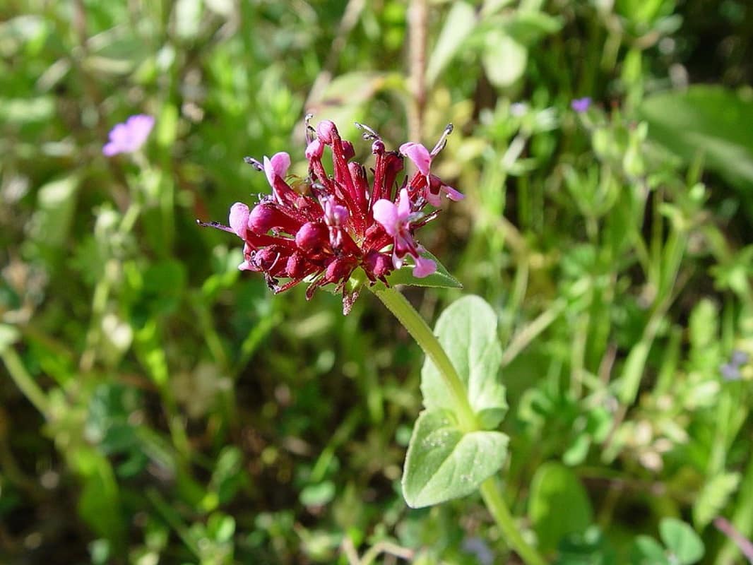 le Nard de l’Himalaya ou Nardostachys grandiflora