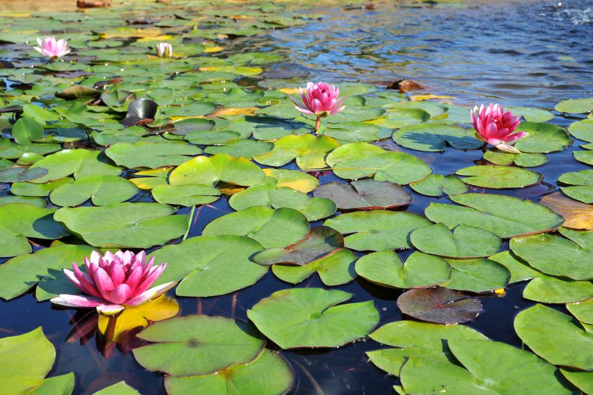 Le Nénuphar ou Nymphaea