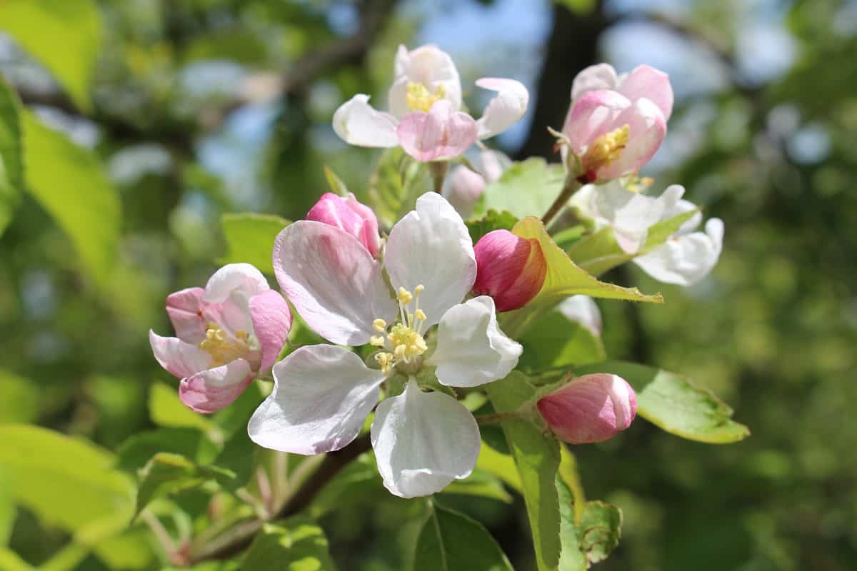 Le pommier à fleurs