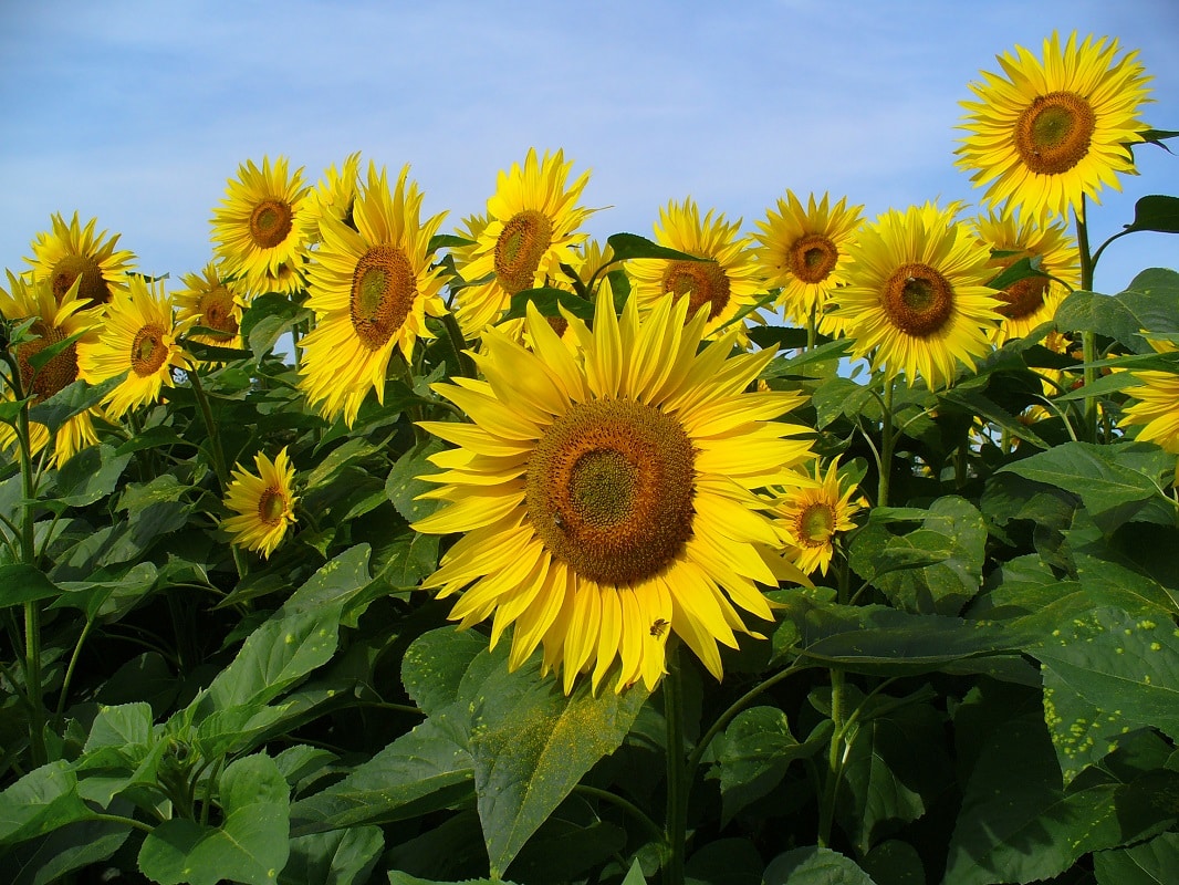 Le Tournesol ou Helianthus annuus