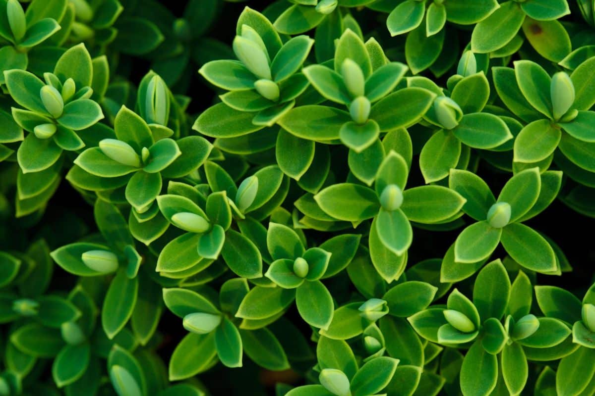 Les plantes à faire pousser quand on n’a pas la main verte