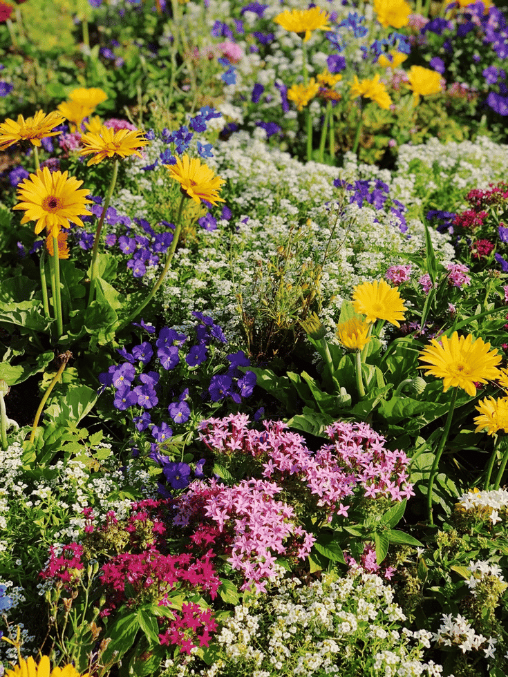 Les plantes pour le massif