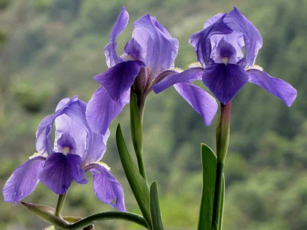 l’Iris d’Allemagne ou Iris Germanica