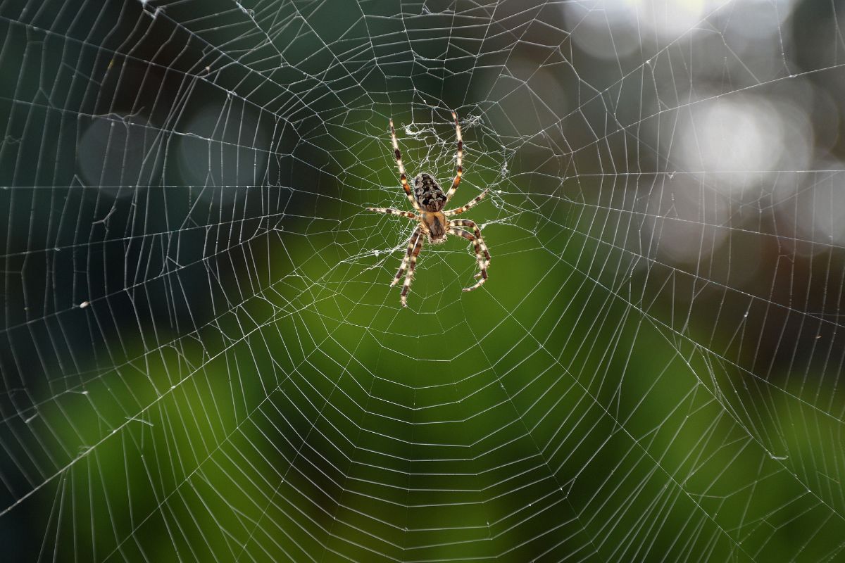 Maison : 7 astuces faciles et naturelles pour que les araignées quittent votre intérieur !