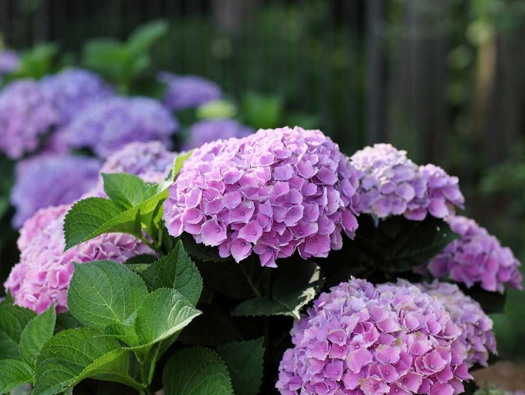 N°2  l’Hortensia ou Hydrangea