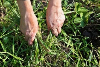 Ne jetez plus vos mauvaises herbes : 4 astuces pour les réutiliser
